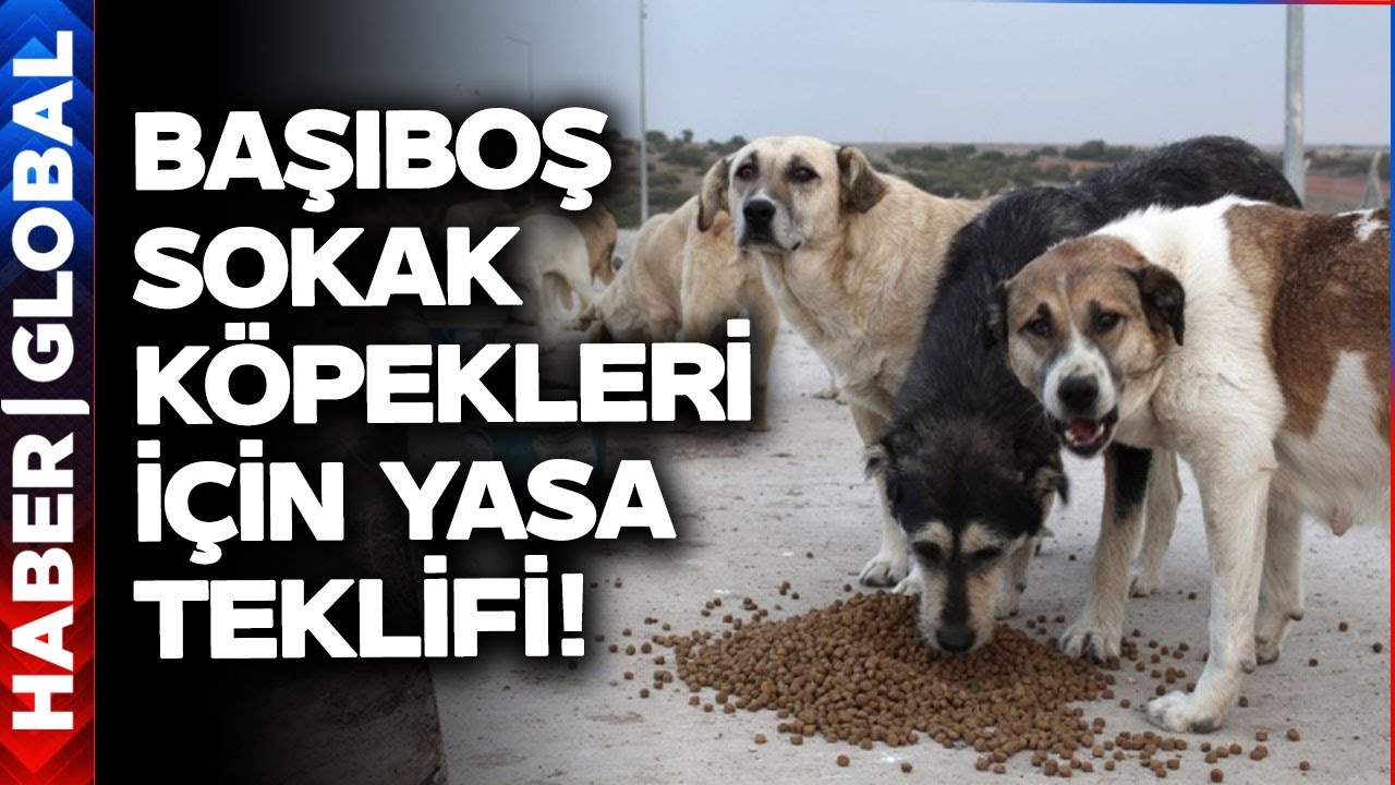 Başıboş Sokak Köpekleri İçin Yasa Teklifi!