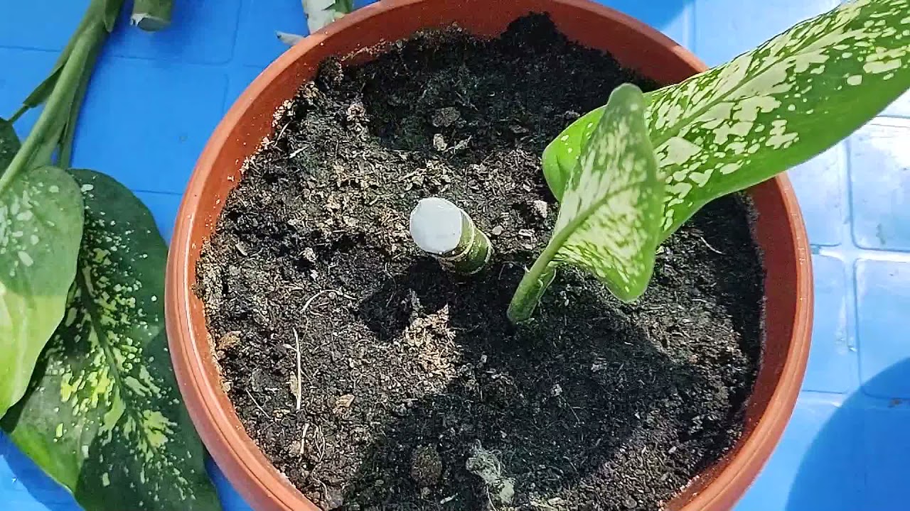 AM TĂIAT SI DIFFENBACHIA! OARE OBȚIN 14 PLANTE DIN 2 PLANTE?