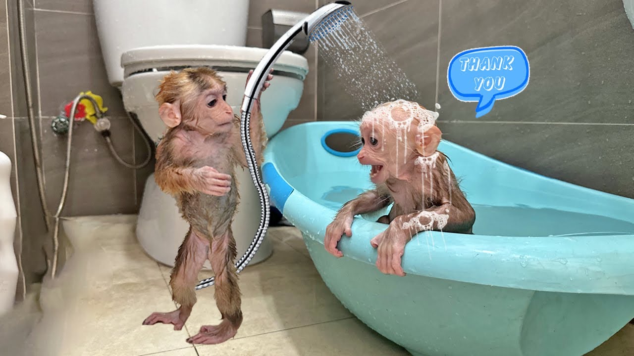 Lucky bathed the baby monkey with all her heart – Such a sweet love! ❤️