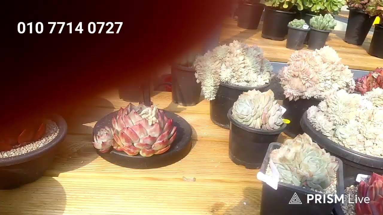 💫실마리다육 라이브 방송