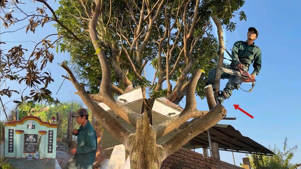 Cưa cây Xoài nhiều nhánh nằm trên nóc nhà mộ,kế hàng rào.