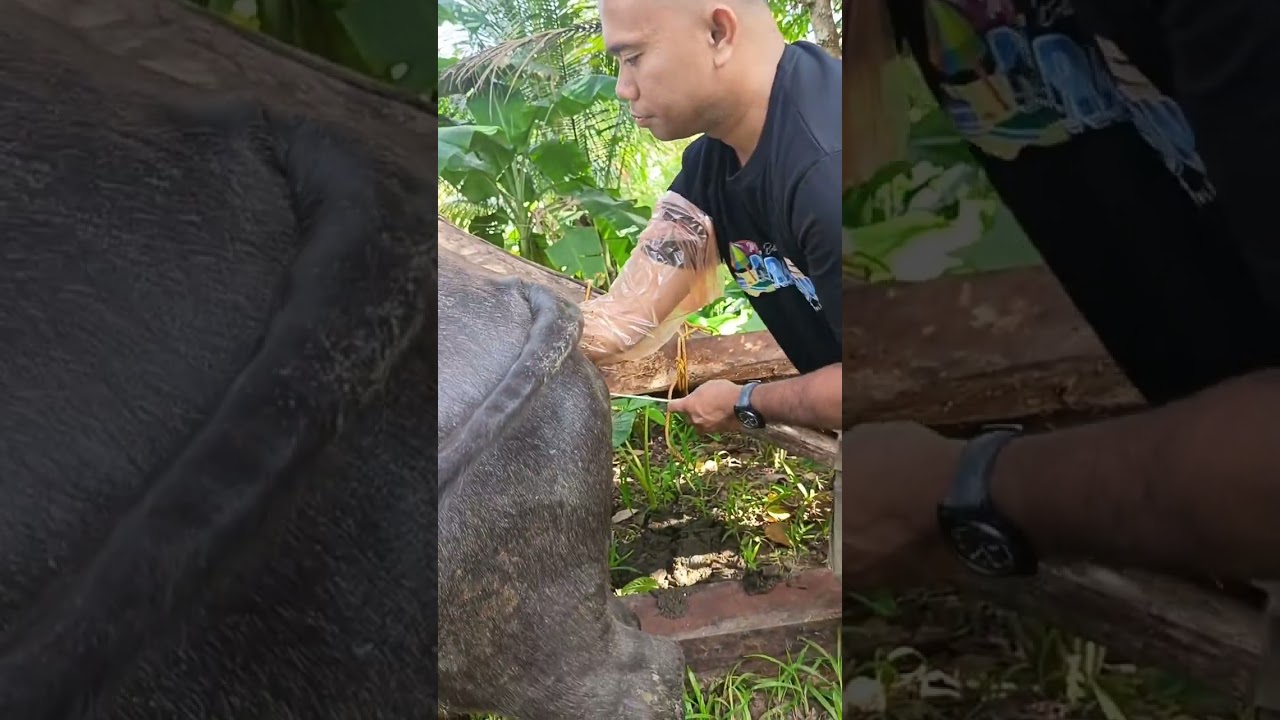 Pagpapalahi sa kalabaw o Artificial insemination. Para sa mabilis na pagpaparami.