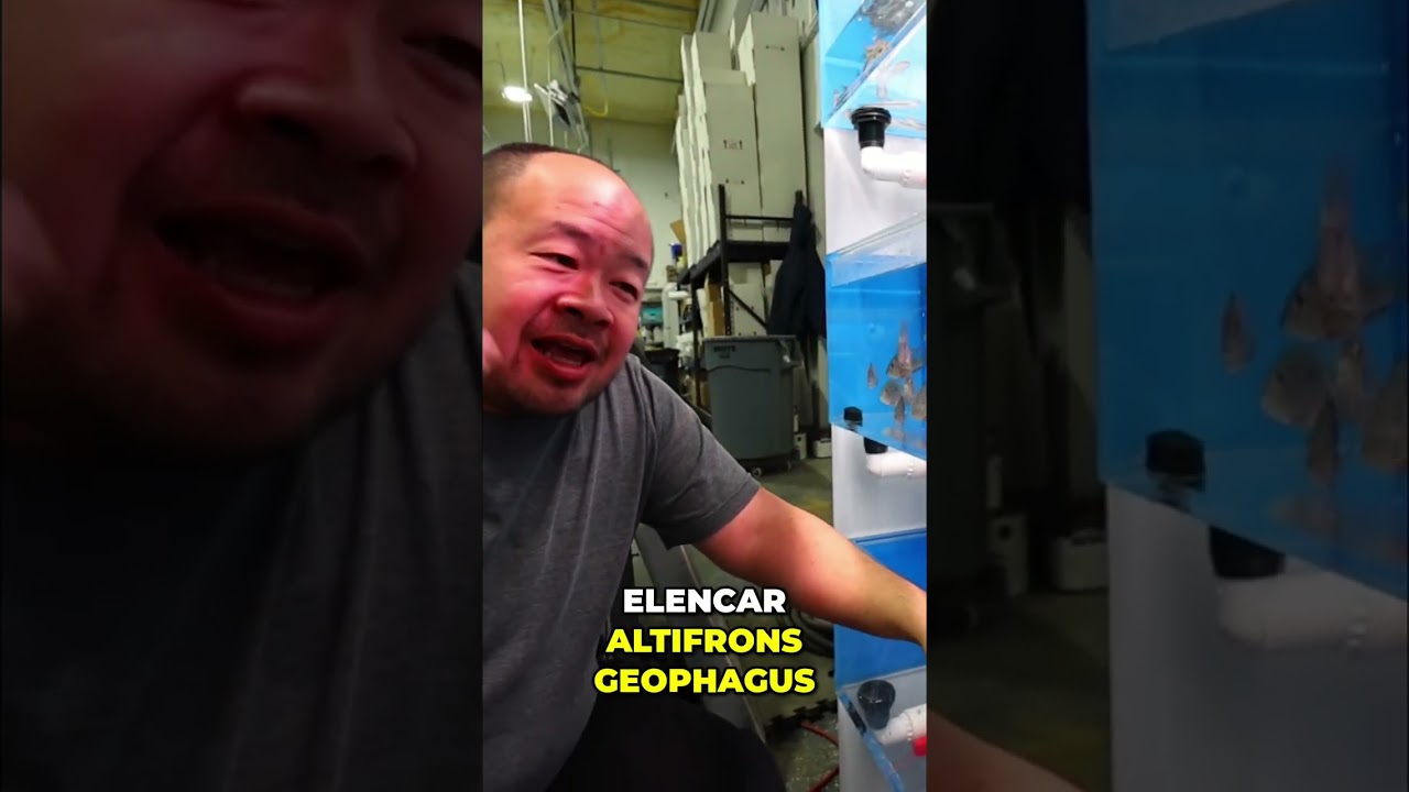 Unboxing tropical fish from Asia!