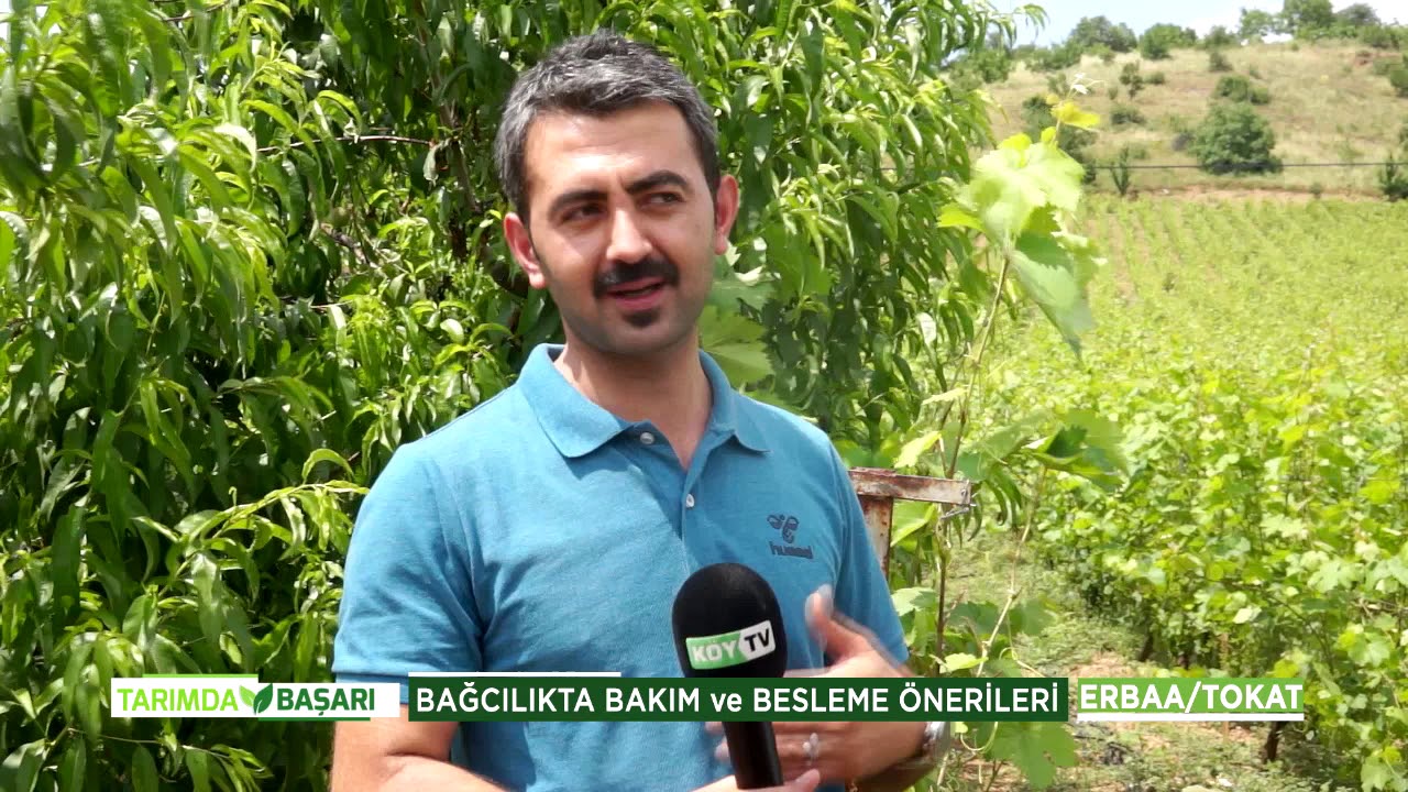 TOKAT / ERBAA ÜZÜM BAĞLARI - TARIMDA BAŞARI