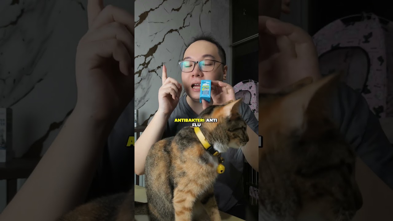 #kucing