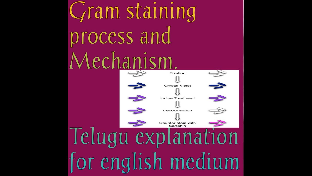 Gram staining procedure & Mechanism