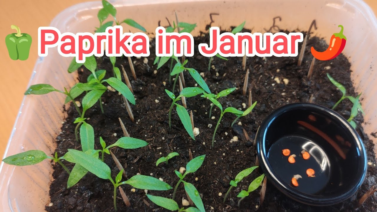 Januar/ Paprika, warum jetzt schon beginnen mit vorziehen