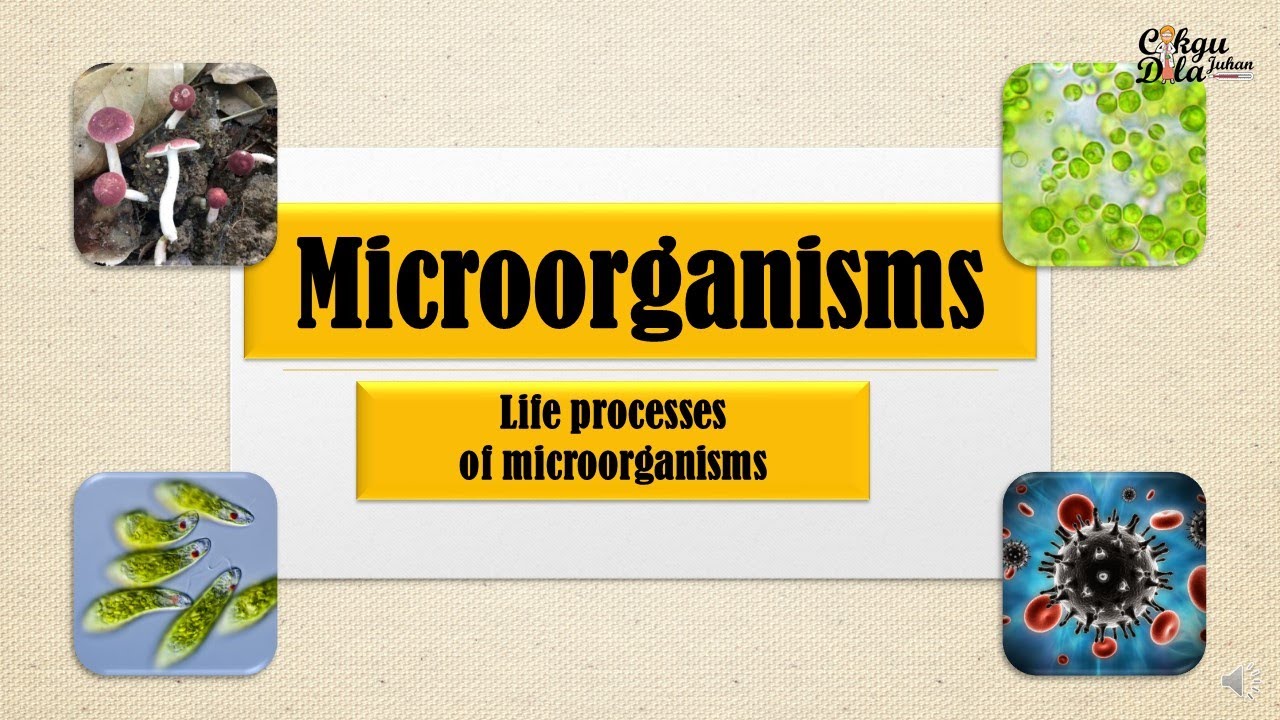 Science Year 6 |Life Processes of Microorganisms|