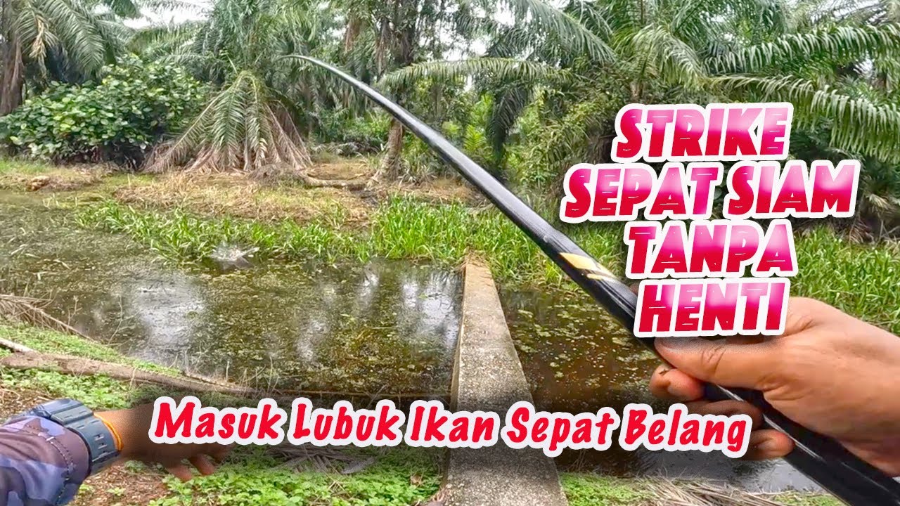Mancing Ikan Sepat  || Umpan Roti Jatuh Je Terus dia KEMAM. Strike Bertubi tubi