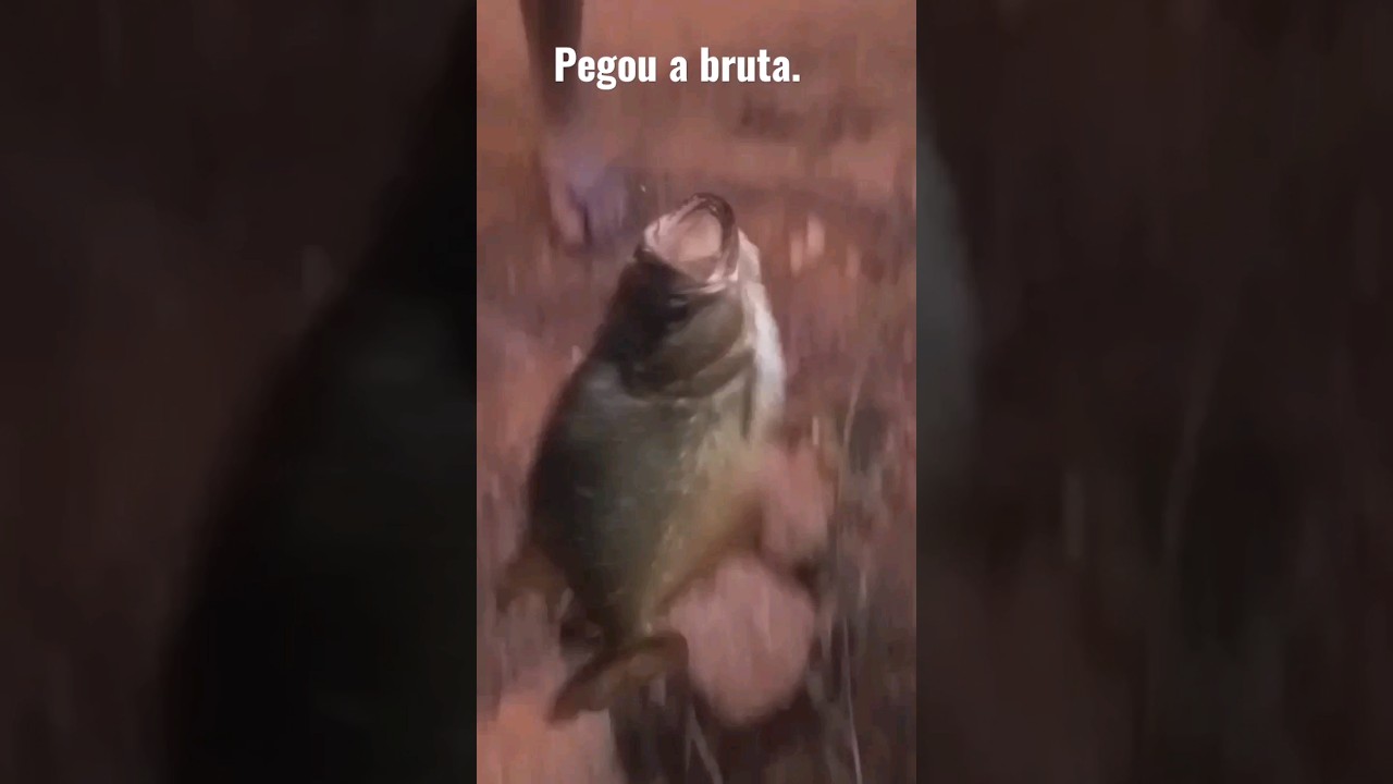 piranha bruta nervosa. #pescaria #peixes #ceva #ro&ccedil;a
