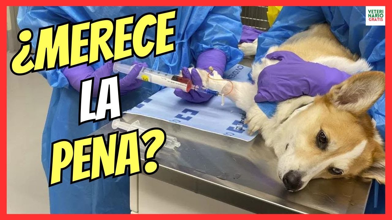 🔴 ¿MERECE LA PENA LA QUIMIOTERAPIA EN UN PERRO CON CÁNCER? 💔