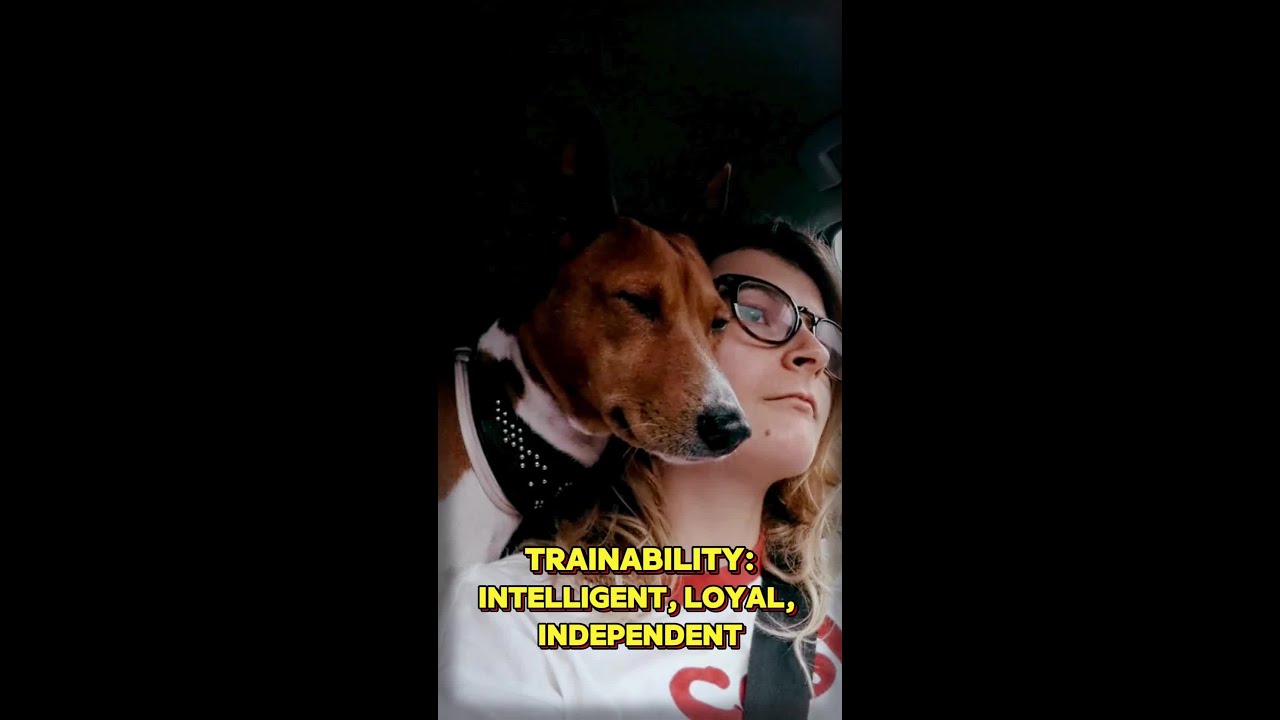 Basenji vs Shiba Inu: In-Depth Comparison | 