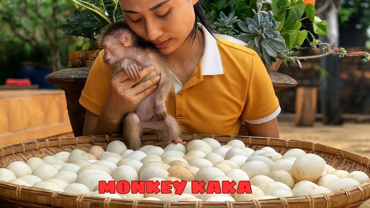 🐒🐒10 days of single  mothers  helping baby monkeys Harvest eggs with little monkey KaKa