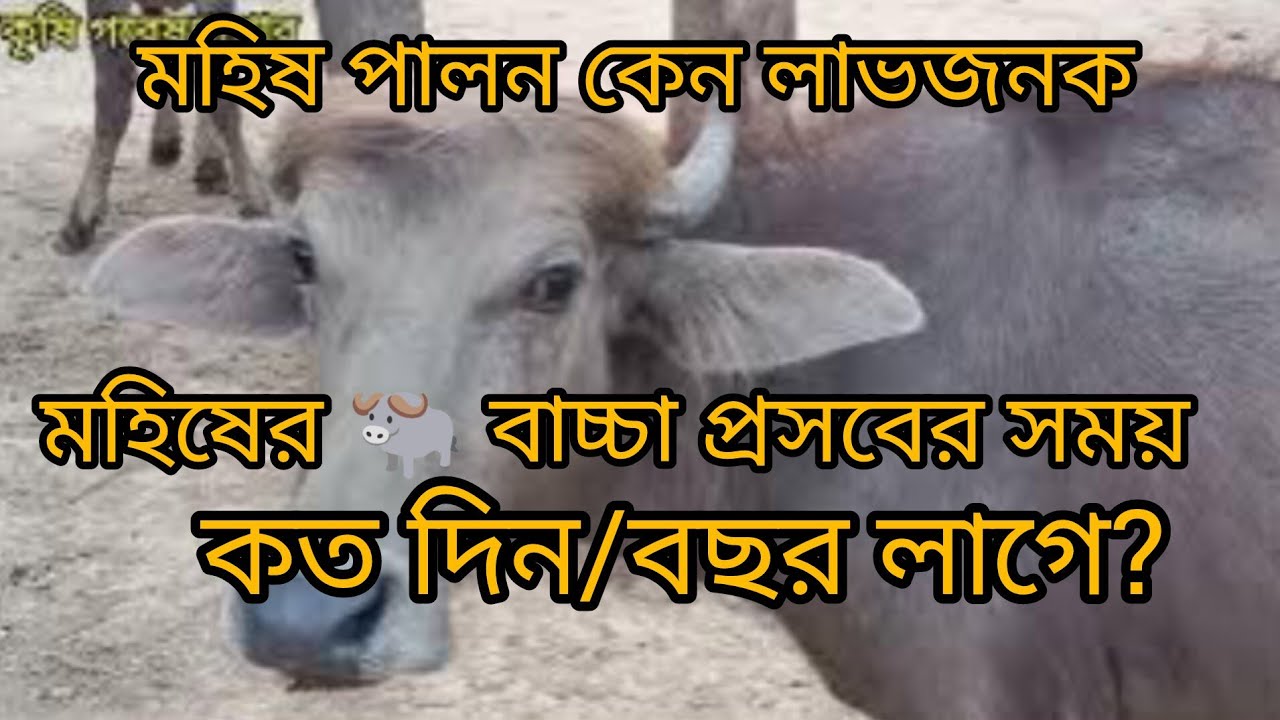 @মহিষের জীবনকাল।। মহিষ লালন পালন।। মহিষ ও গরুর পার্থক্য কি কি ? ।। মহিষ কতদিন বেঁচে থাকে ? #মহিষ