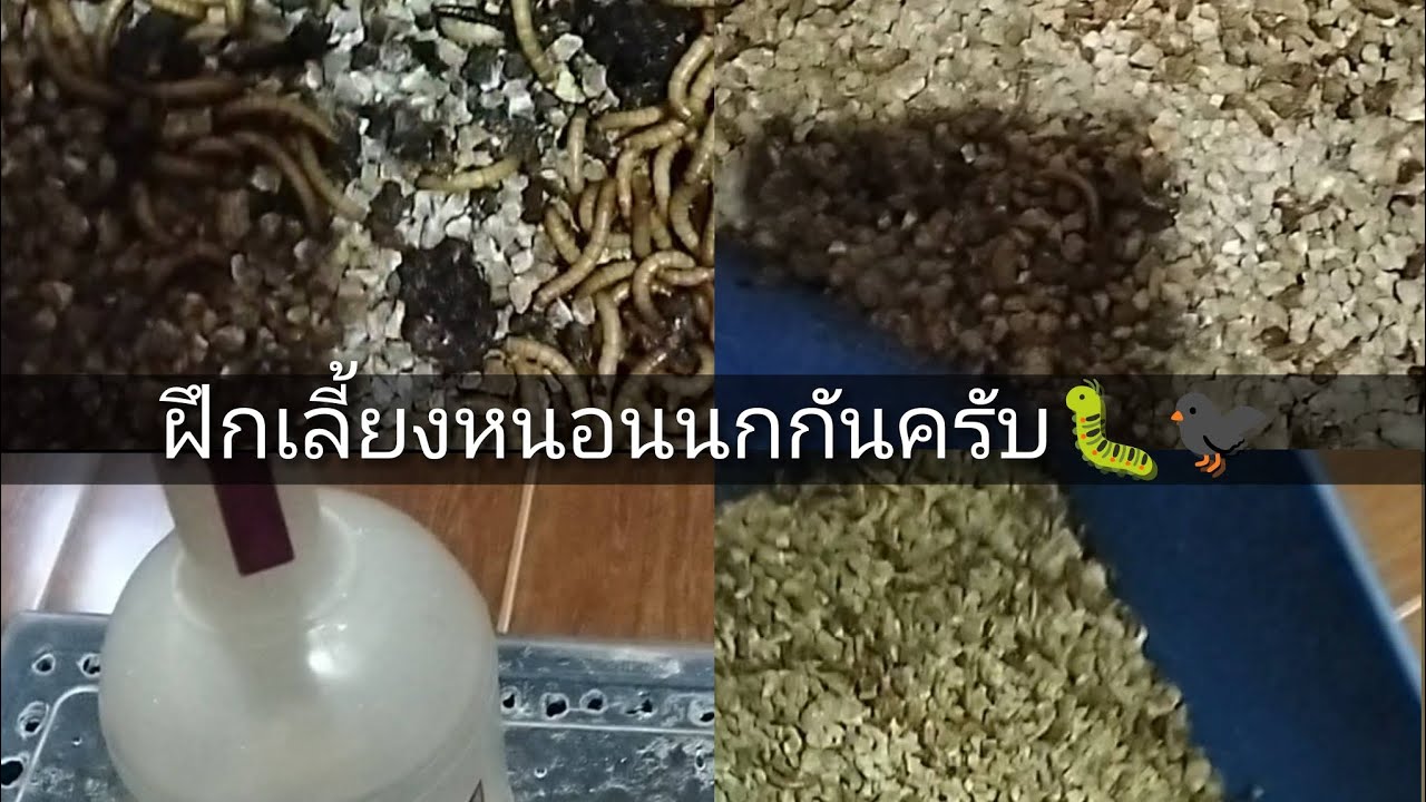 ฝึกเลี้ยงหนอนนกกันครับ🐛🐦‍⬛#หนอนนก🐦