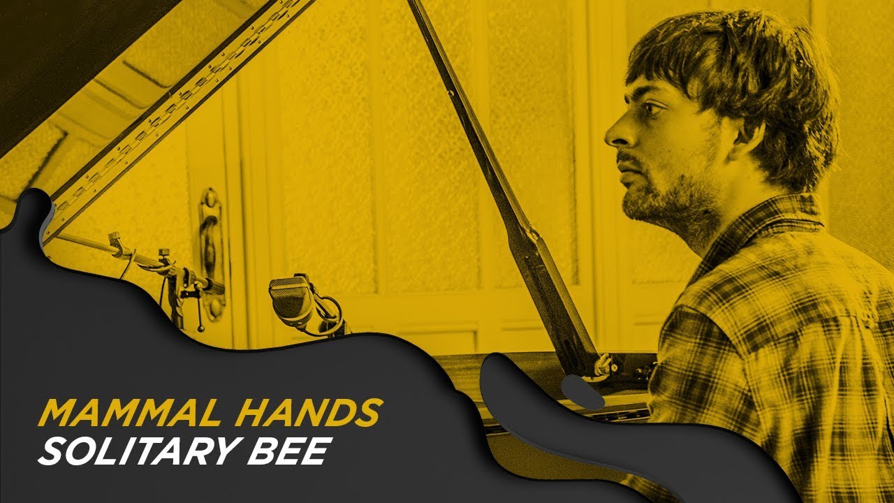 MAMMAL HANDS - SOLITARY BEE #OCBPaperSessions!