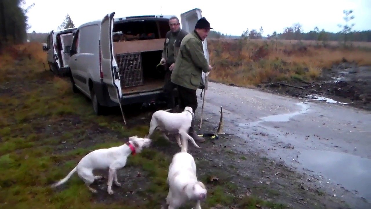 LE TRAIN BLANC -  chasse en terres girondines