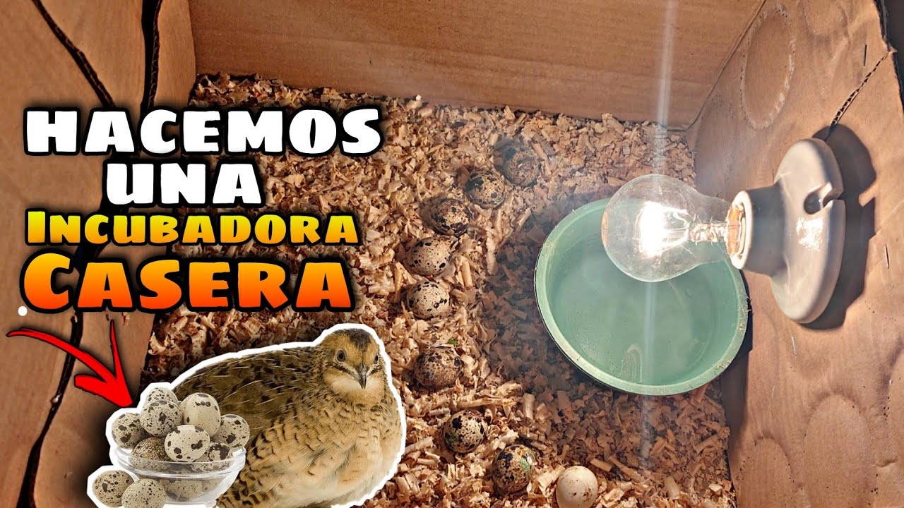 Incubadora Casera, servirá? 🤔🤔