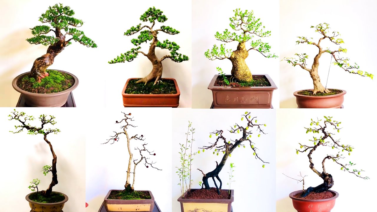 26 tác phẩm bonsai mini đơn giản nhưng đầy cảm hứng