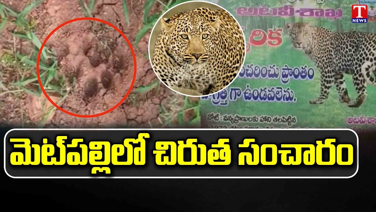 Leopard Movement Creates Panic Among People In Metpally | T News