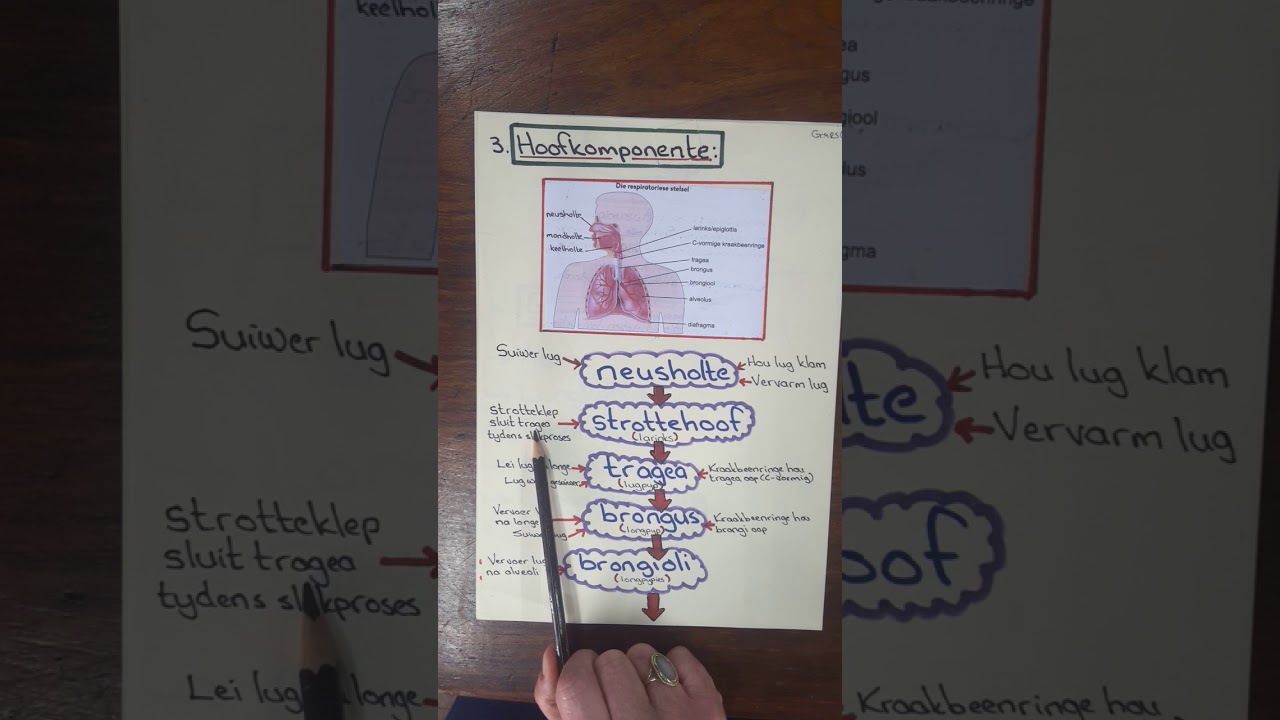 Gr.9 Die Respiratoriese stelsel (3)