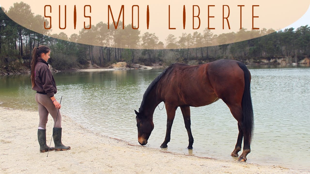 Apprendre à son cheval à nous suivre