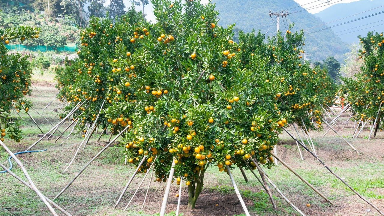 संतरा की वैज्ञानिक खेती | Santra ki kheti | Orange farming | Santre ki kheti kaise karen 4k HD Video