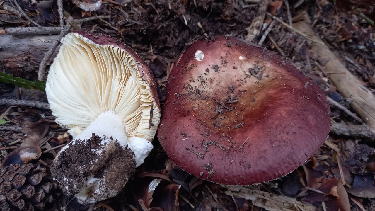 Russula vinosa.....Ανάλυση των μακροσκοπικών χαρακτηριστικών. 17 Σεπτεμβρίου 2023