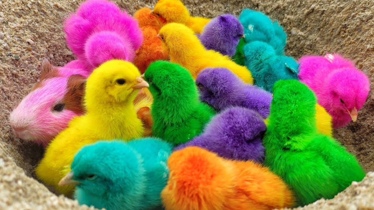 Catch Cute Chicken, Colored Chicken, Rainbow Chicken, Cute Chick, Duck, Rabbit #
