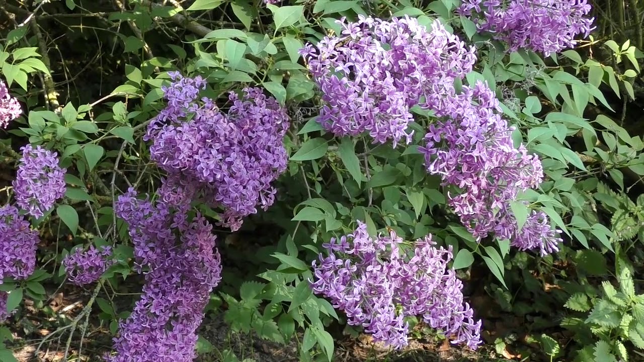 Malm&ouml;mix: Gr&ouml;nskan