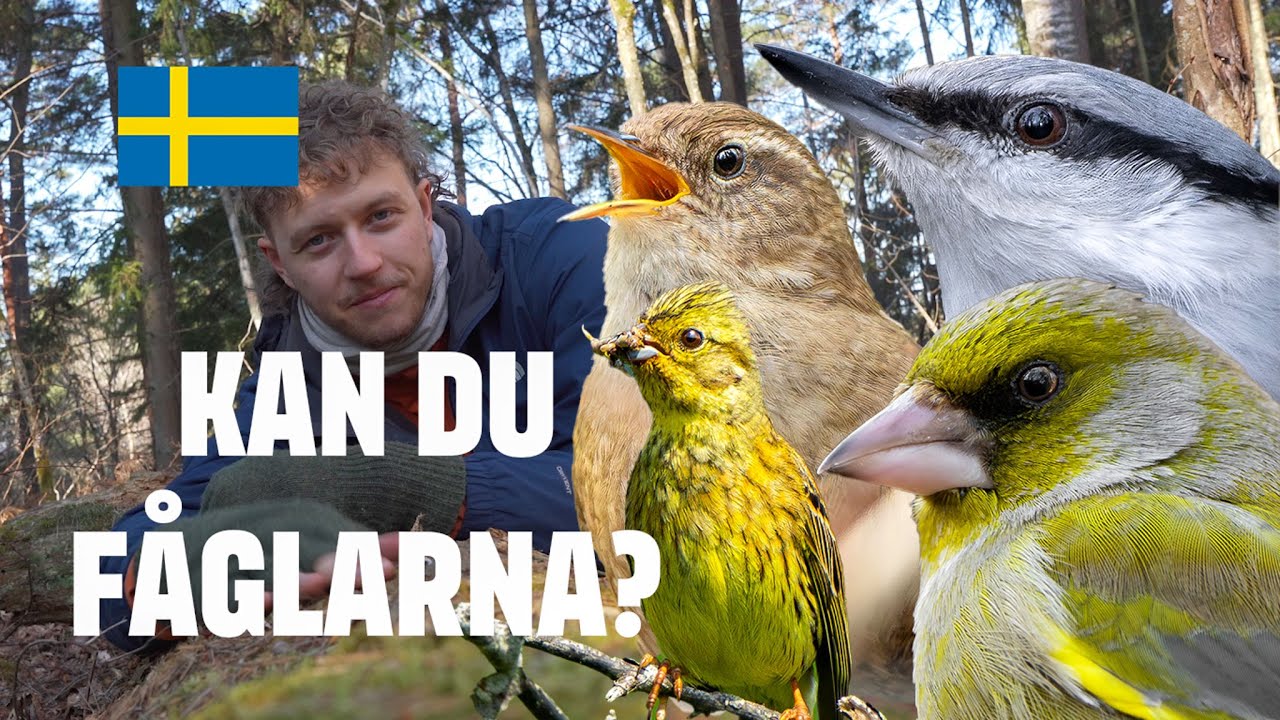 Lär dig känna igen vanliga svenska fåglar