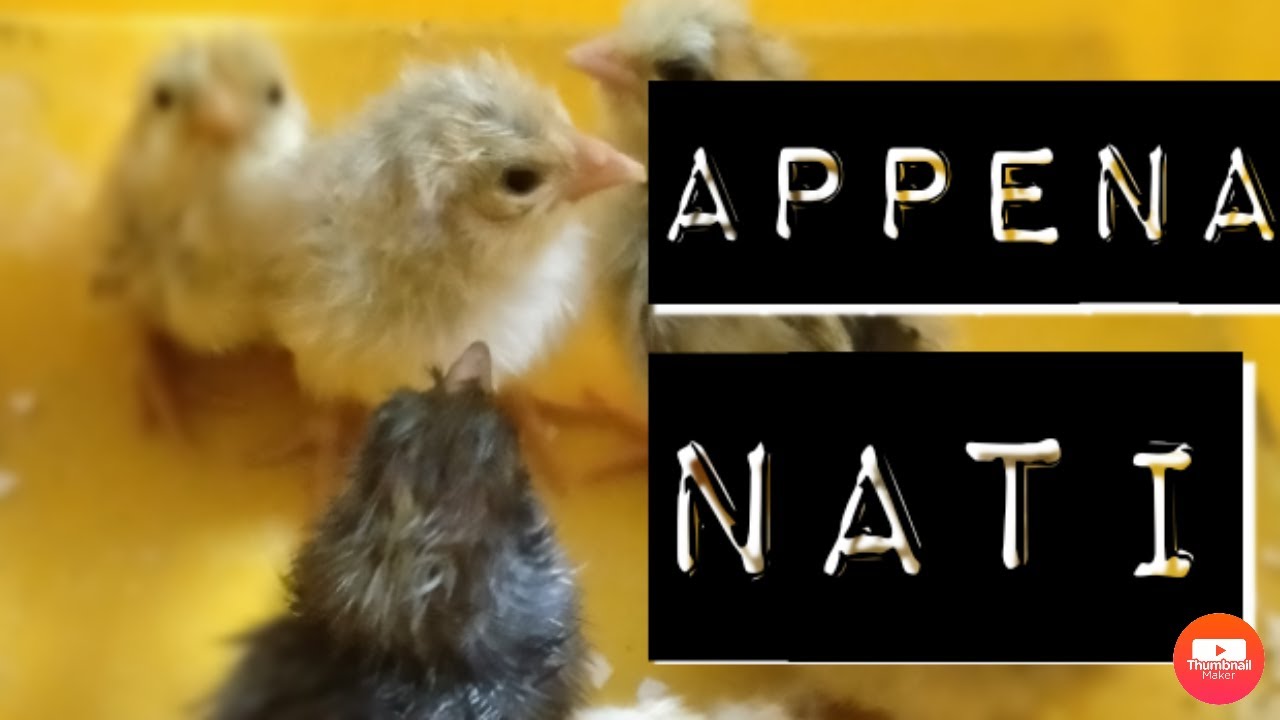 Pulcini appena nati,cosa fare il primo mese🐣|Nicole's Farm|