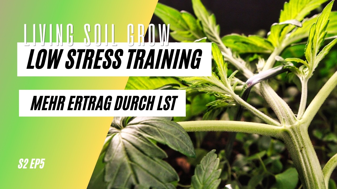 Cannabis Folter - Low Stress Training (LST) für Automatics | Jack Herer living Soil Grow S2 EP5