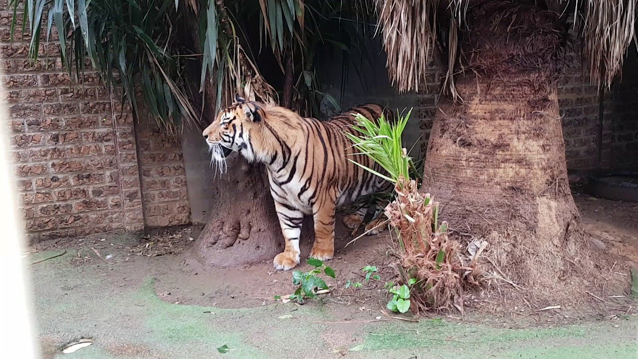 Tiger fur