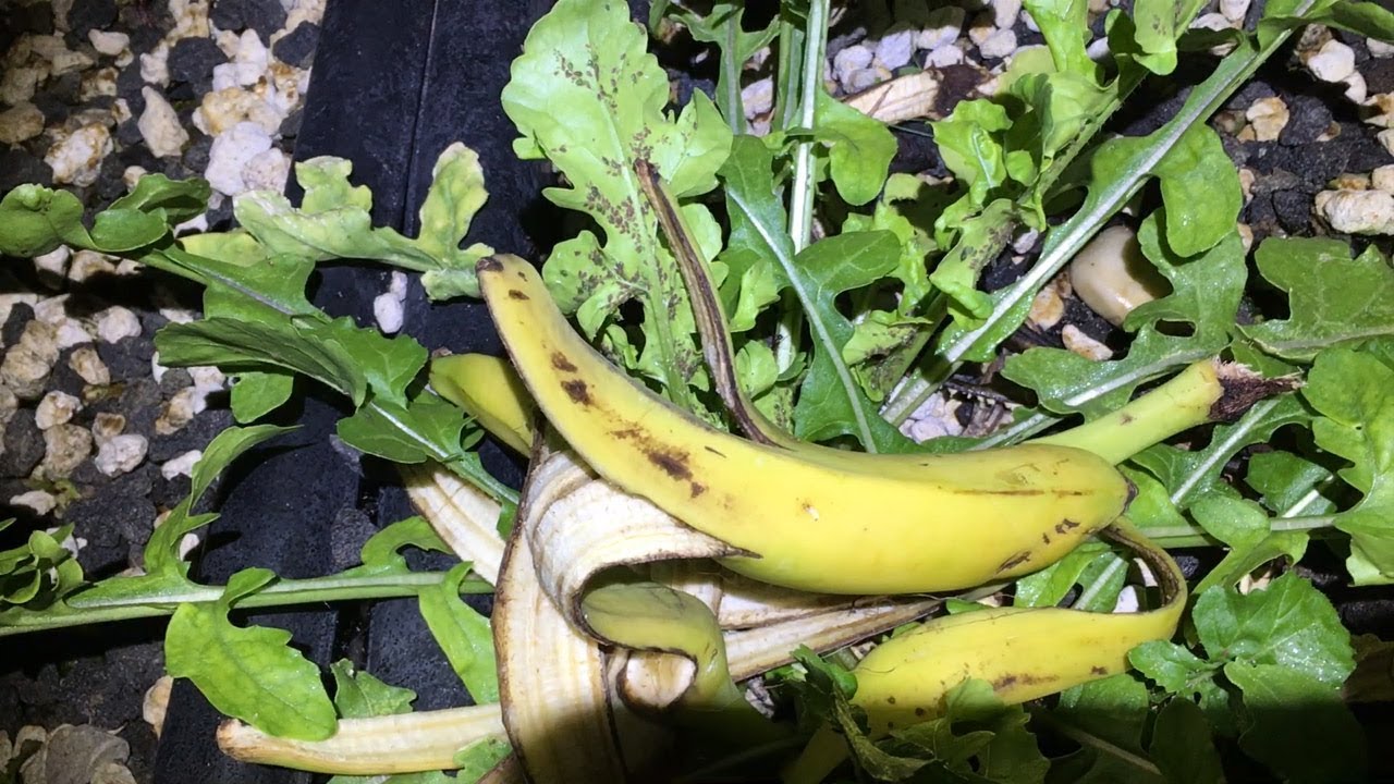 Bananna Peel Bug Repellant ? -Aphids Galore - Aquaponics Update