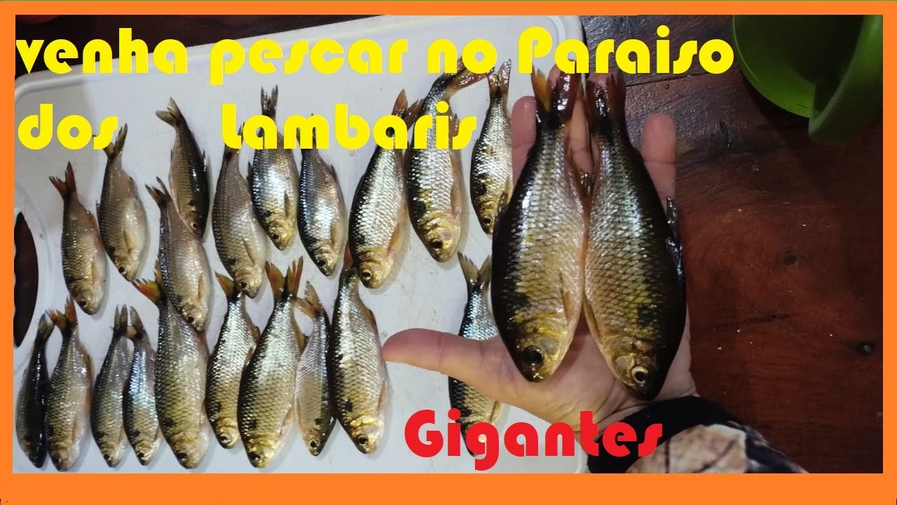Pescaria de lambari gigante com a vara mais leve do mundo.