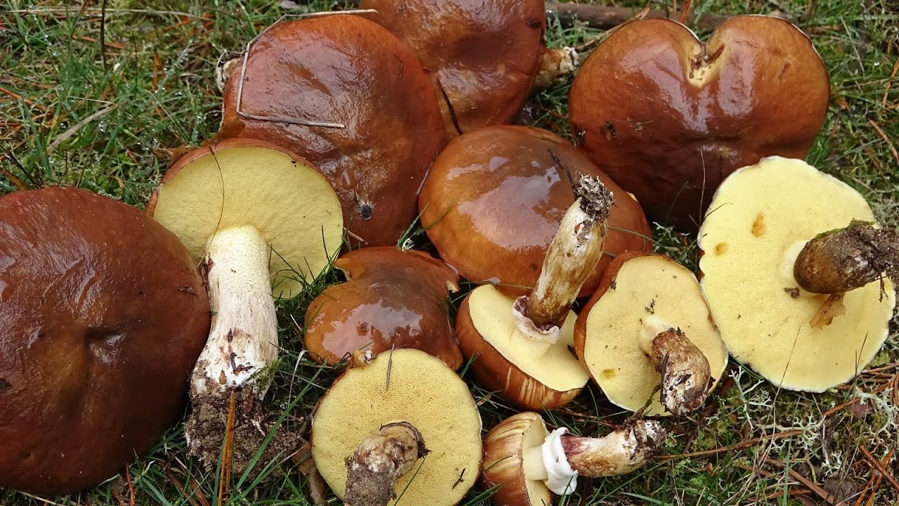 Mocosin anillado - Suillus luteus -  Boleto anillado - Slippery Jack