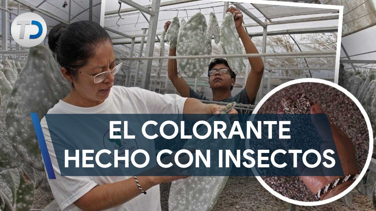Grana cochinilla; así elaboran el colorante natural hecho con insectos en Puebla