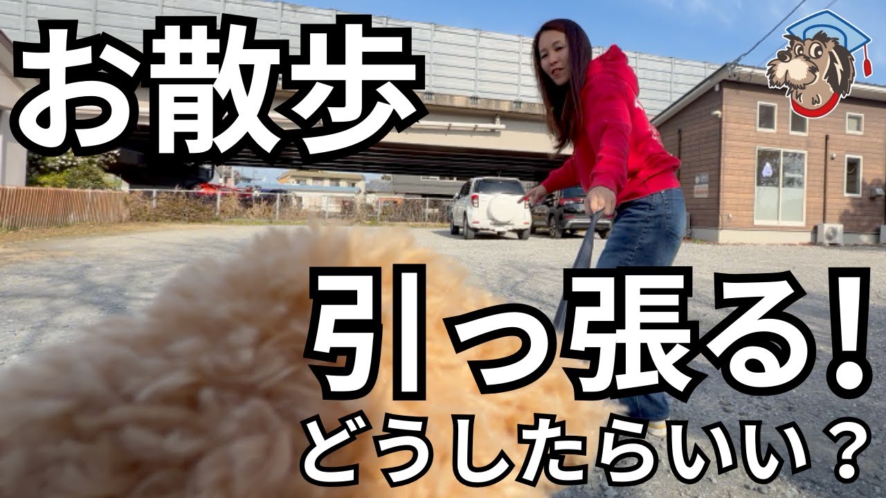 毎日苦痛…お散歩の引っ張りってどうしたらいいの！？【しほ先生の犬のしつけチャンネル】