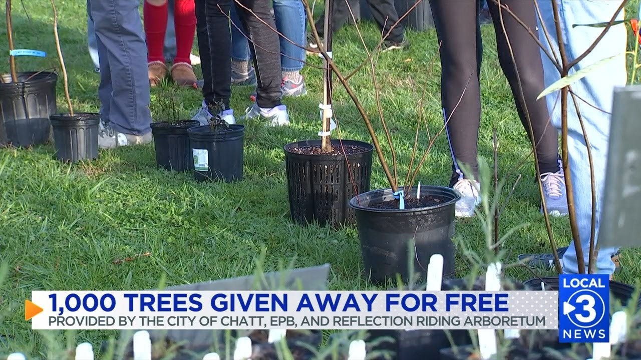 Местные жители получили более 1000 бесплатных деревьев и кустарников в рамках экологической прогр...