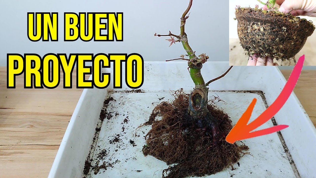 💥PRE BONSAI DE ARCE PALMATUM YAMAMOMIJI CON UN BUEN FUTURO