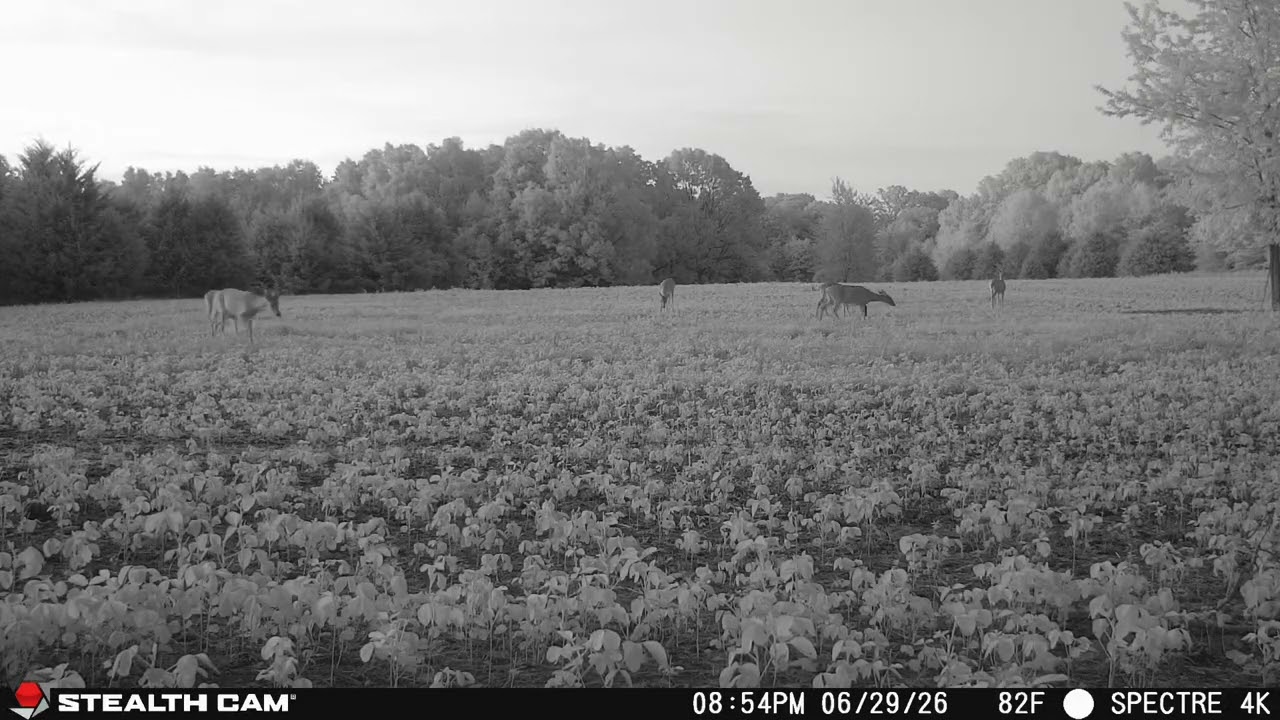 Stealth Cam Spectre 4K Pro