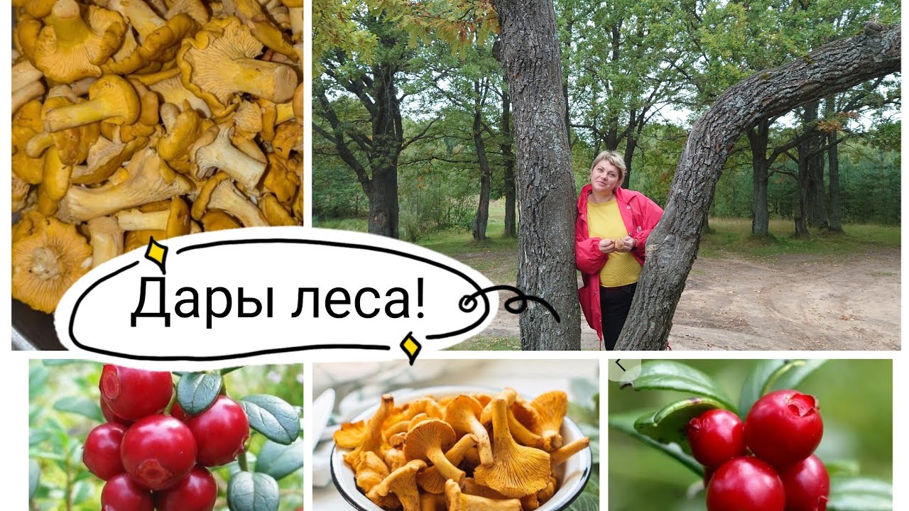 ЖАРИМ ЛИСИЧКИ.БРУСНИЧНОЕ ВАРЕНЬЕ К МЯСУ И НЕ ТОЛЬКО.ДАРЫ ЛЕСА