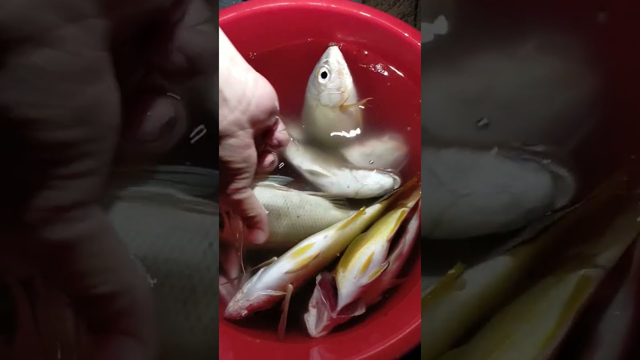 Night Fishing #shorts #mVic #ofw #ofwlife