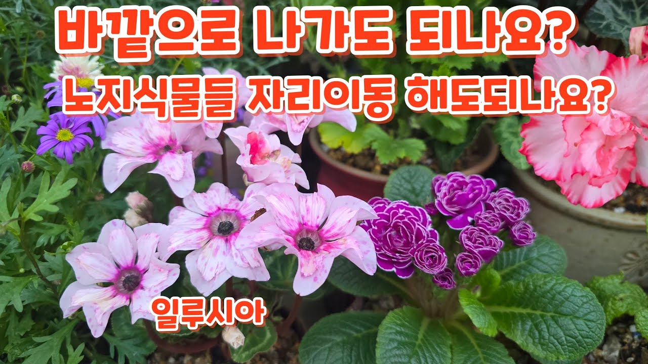 #바깥으로 나가도 되나요? #동백 #아젤리아 #장미 #노지식물 #자리이동 해도될까요?
