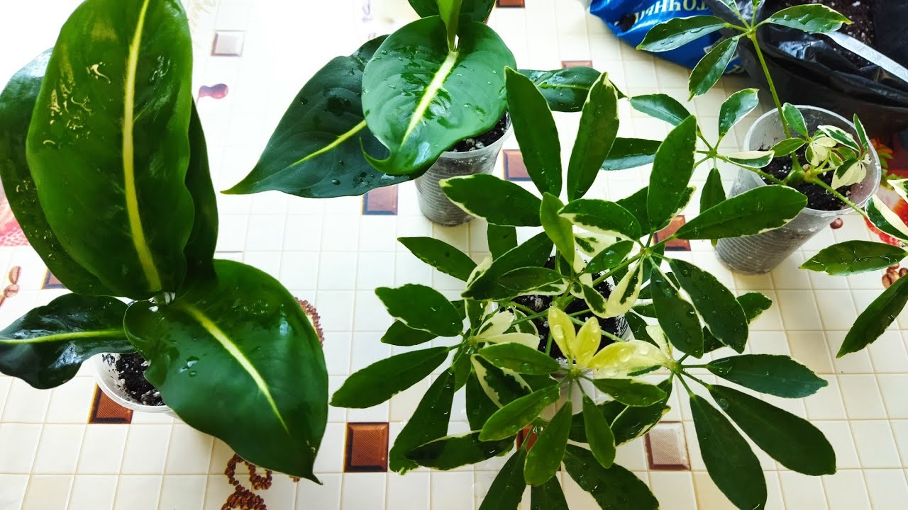 Повседневные заботы 🌱/ Комнатные цветы/ Диффенбахия Грин Меджик/ Шеффлера вариегатная/ Размножение