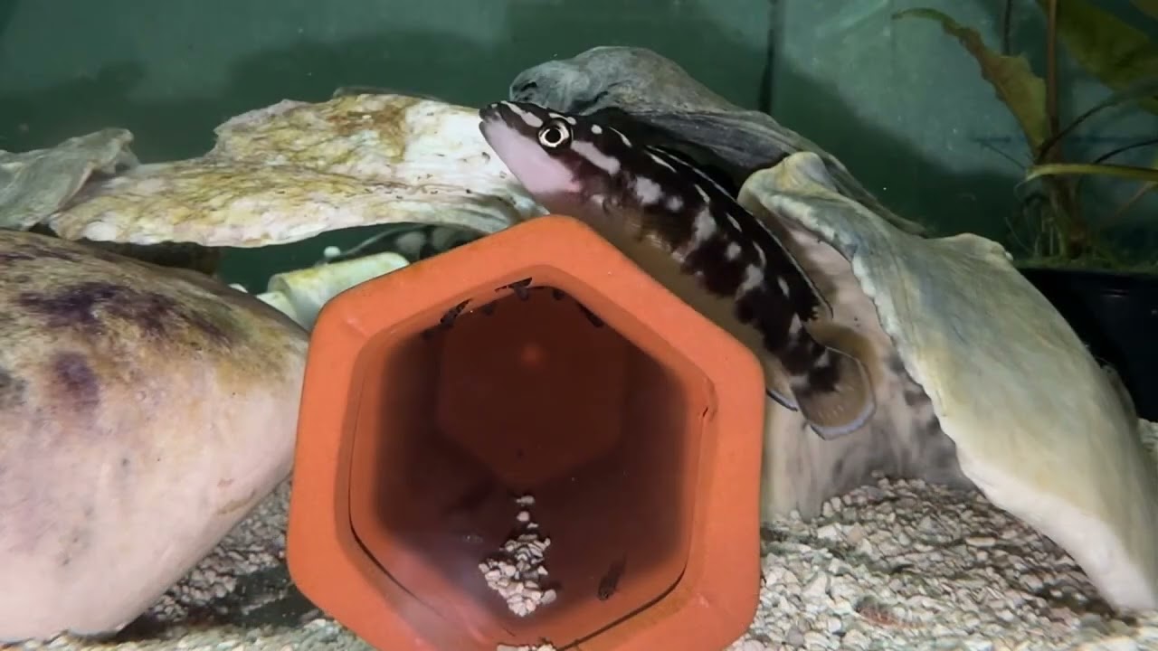 Breeding Julidichromis transcriptus in 15 gallon aquarium