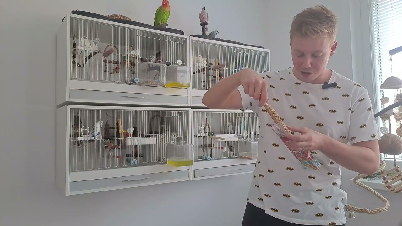 Jak si získat důvěru u andulky?