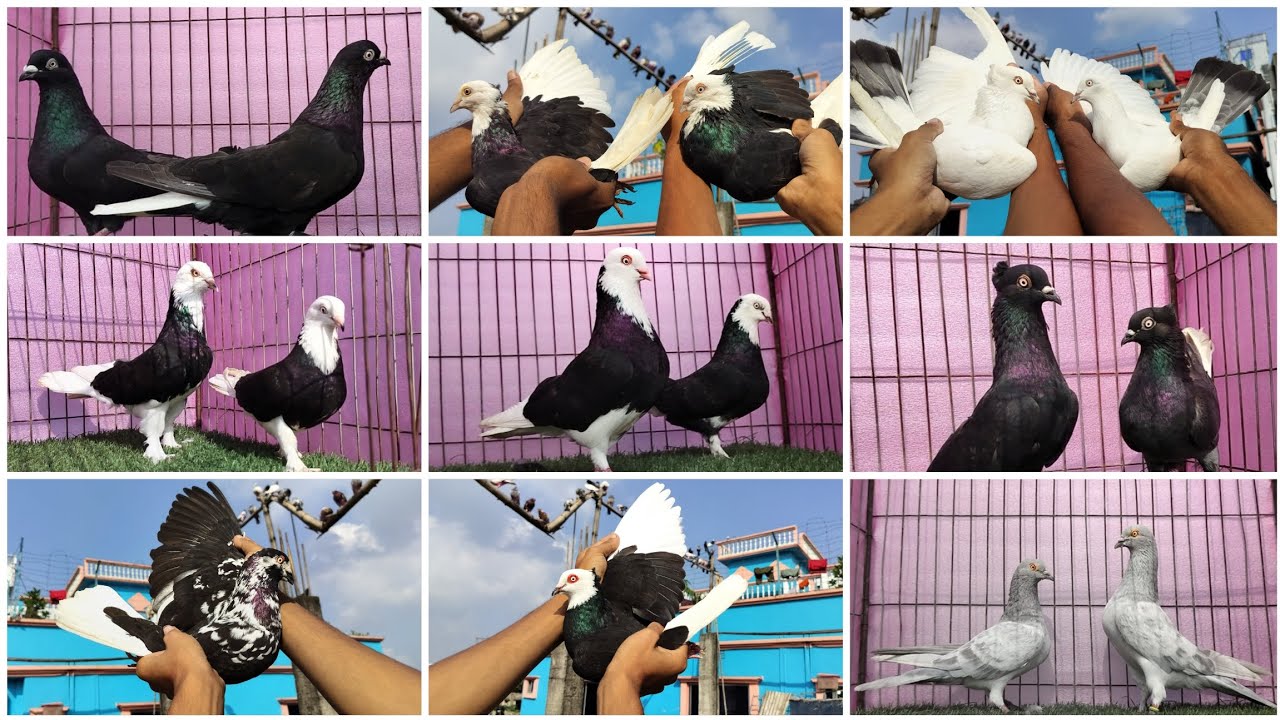 পুরান জাতের তোতা শেপের ছাড়াছাড়ি  লাইনের বেস্ট অফ বেস্ট কালারিং কবুতর কিনুন 🕊️