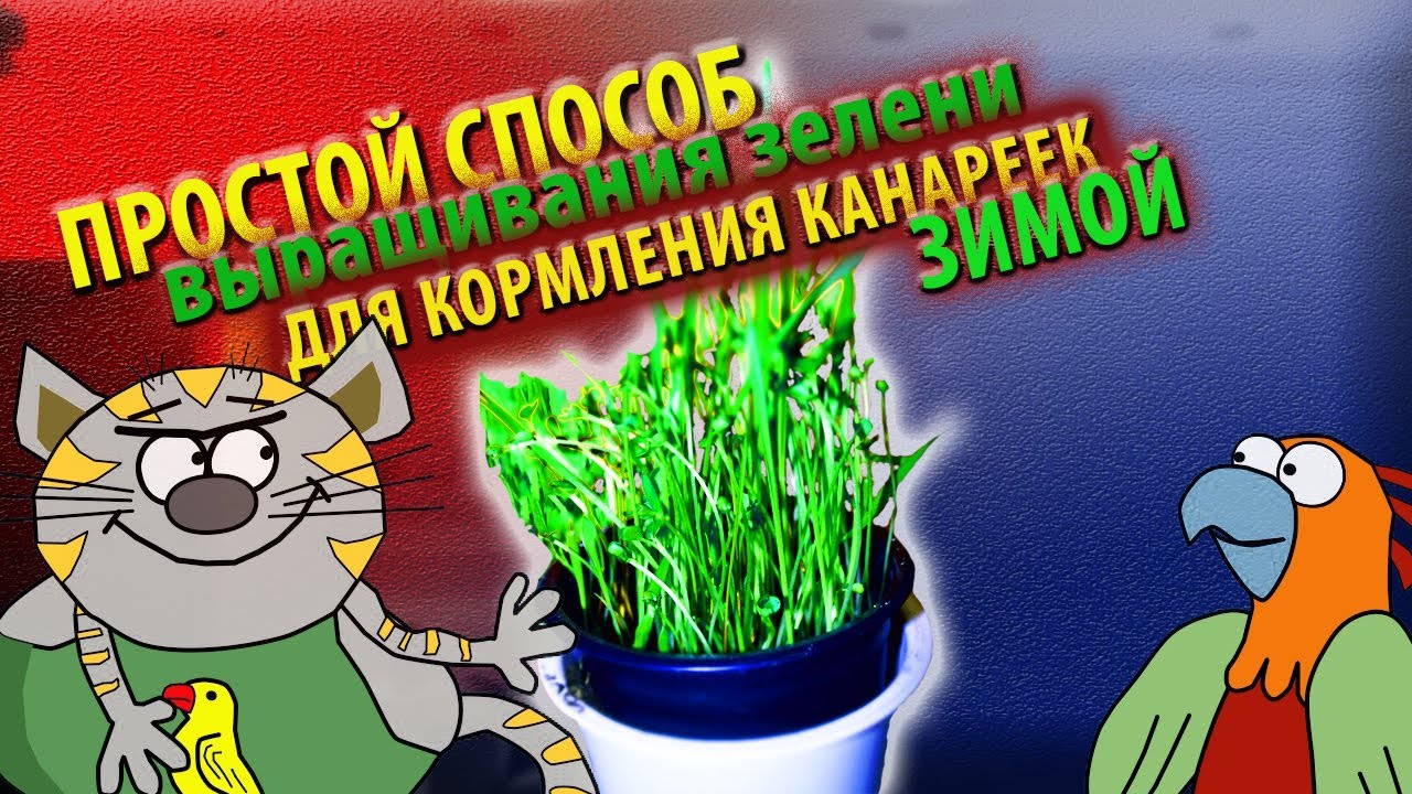 Кормление канареек I Простой способ выращивания зелени